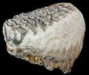 Southern Mammoth Upper Jaw M Molar #57811-3